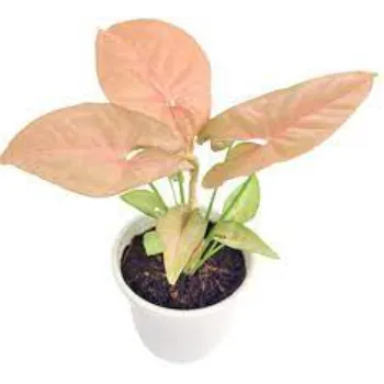 Natural Syngonium 